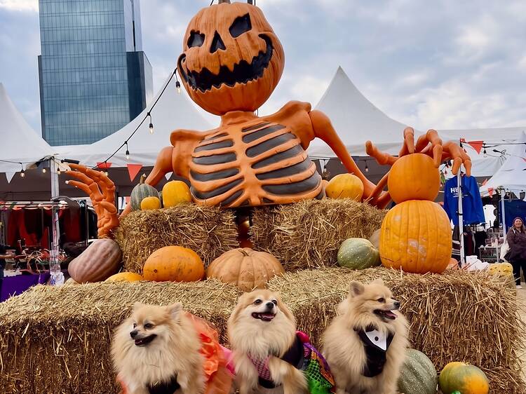 Pumpkin Zone Pumpkin Zone