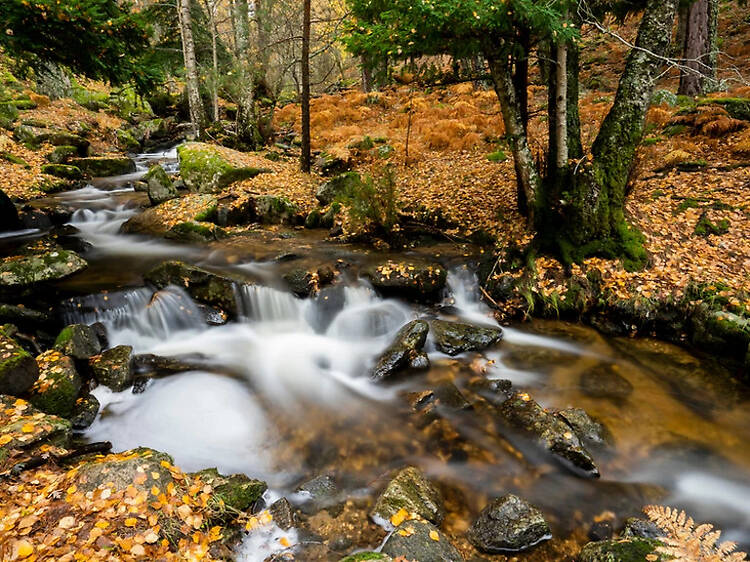 Los bosques más bonitos de Madrid para escapar este otoño