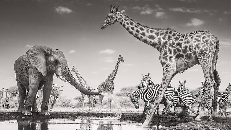 James Lewin / Wildlife Photographer of the Year 2026