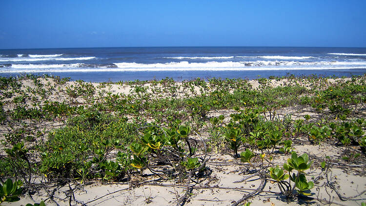 Trafalgar Beach | KZN South Coast