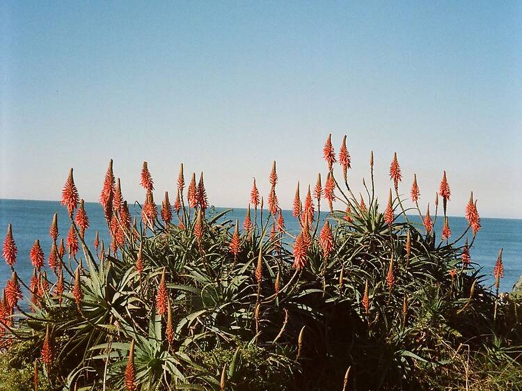 Pennington Beach | KZN South Coast