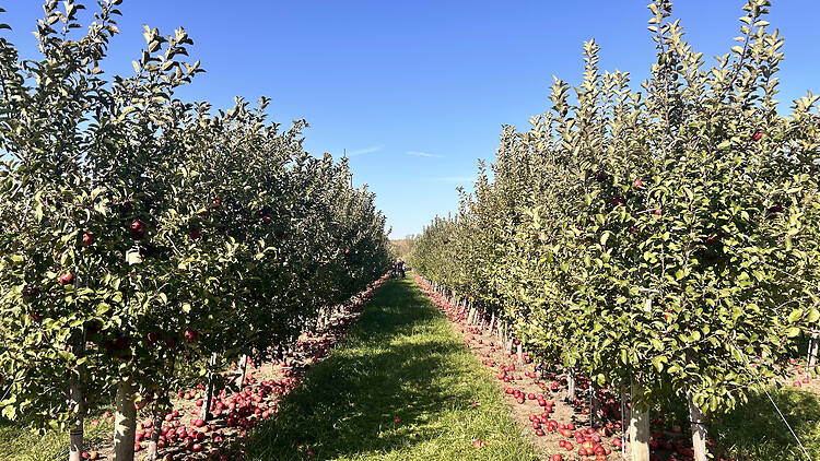 Kuipers Family Farm