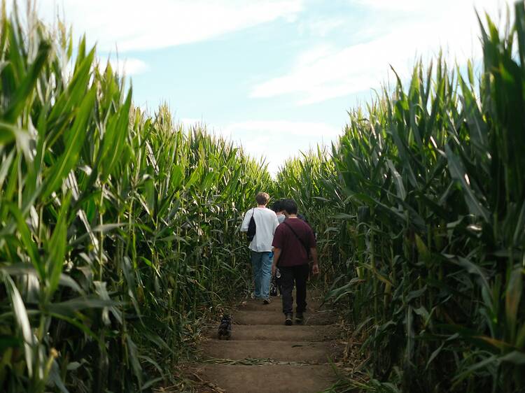 Corn maze Corn maze