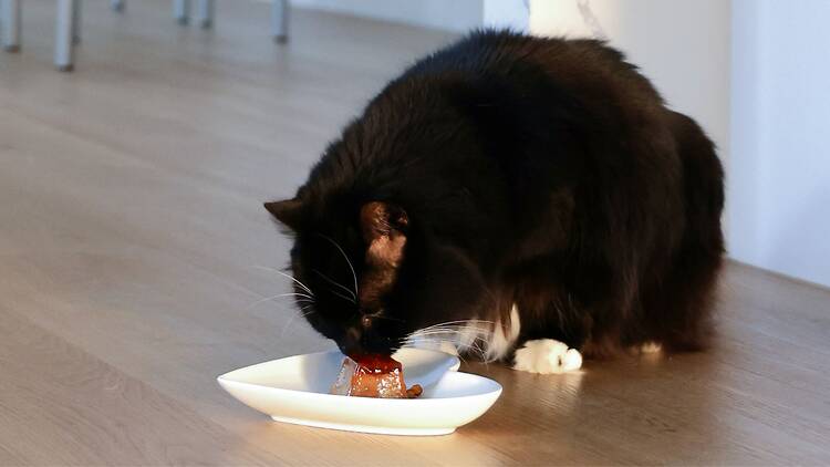 Cat eating Purina Fancy Feast gems range