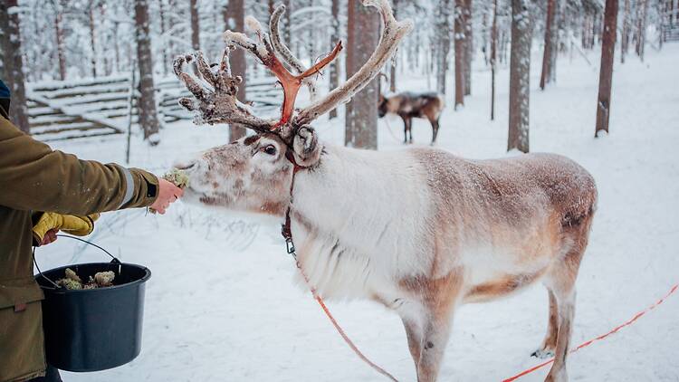 Syötä poroja Syötä poroja