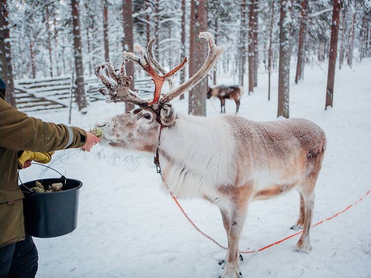Syötä poroja Syötä poroja