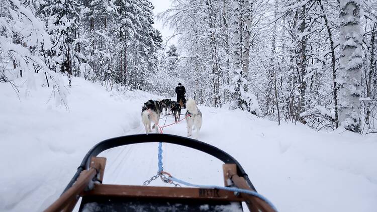 Osallistu koiravaljakkosafarille Osallistu koiravaljakkosafarille