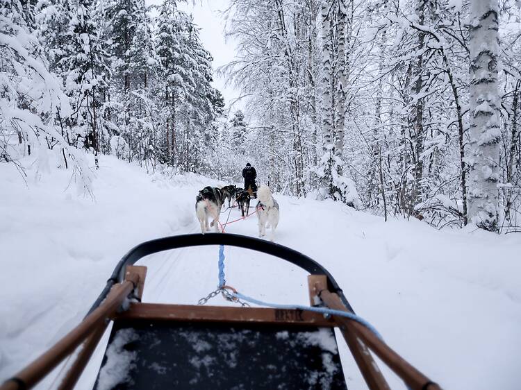 Osallistu koiravaljakkosafarille Osallistu koiravaljakkosafarille