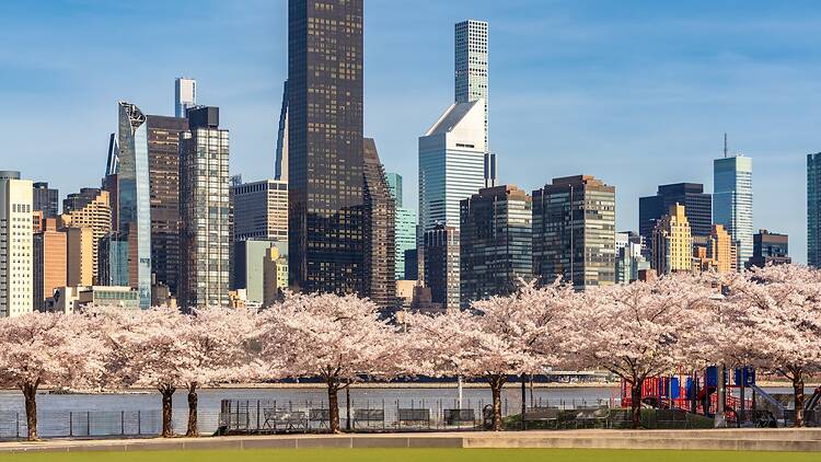 Hunter's Point South Park in Long Island City Hunter's Point South Park in Long Island City