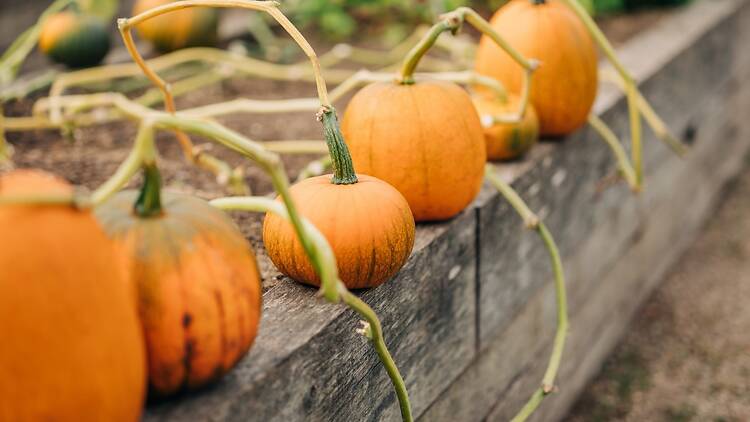 Pumpkin Painting at The Royal Parks