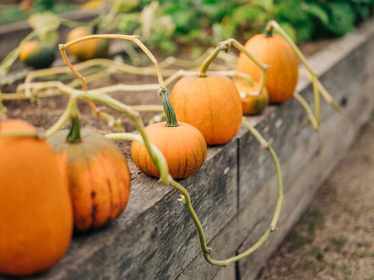 Pumpkin Painting at The Royal Parks