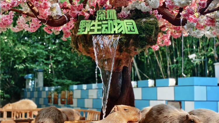 深圳親子一日遊好去處|深圳野生動物園 深圳親子一日遊好去處|深圳野生動物園