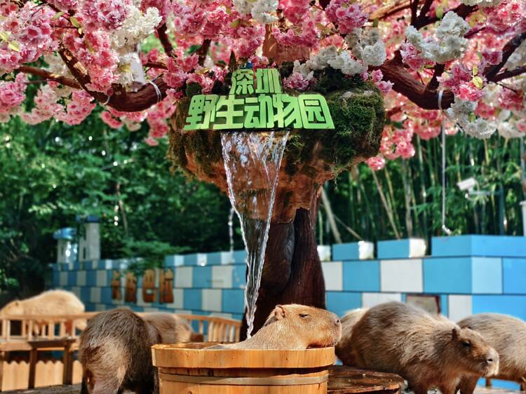 深圳親子一日遊好去處|深圳野生動物園 深圳親子一日遊好去處|深圳野生動物園