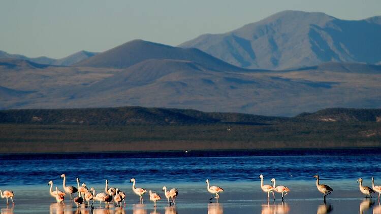 5. Reserva Natural Humedal Llancanelo