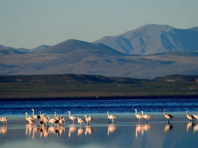 5. Reserva Natural Humedal Llancanelo