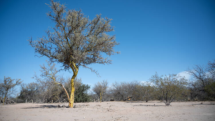 7. Reserva de Biósfera de Ñacuñán