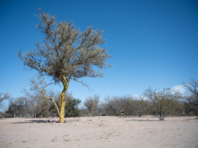 7. Reserva de Biósfera de Ñacuñán