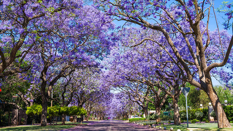 The best streets to see jacarandas in Pretoria