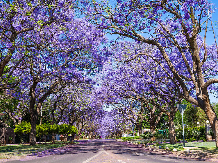 The best streets to see jacarandas in Pretoria