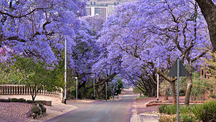 Government Avenue and Eastwood Street