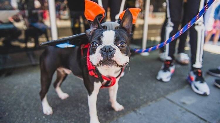 Howl-o-Ween Pet Paw Parade Howl-o-Ween Pet Paw Parade