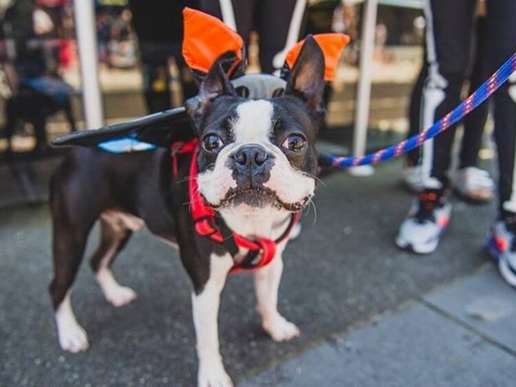 Howl-o-Ween Pet Paw Parade Howl-o-Ween Pet Paw Parade