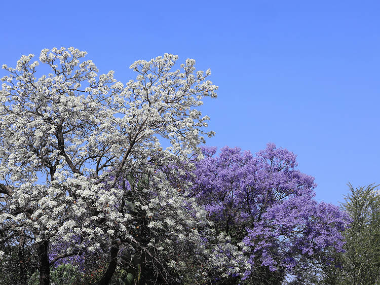 Herbert Baker Street, Groenkloof