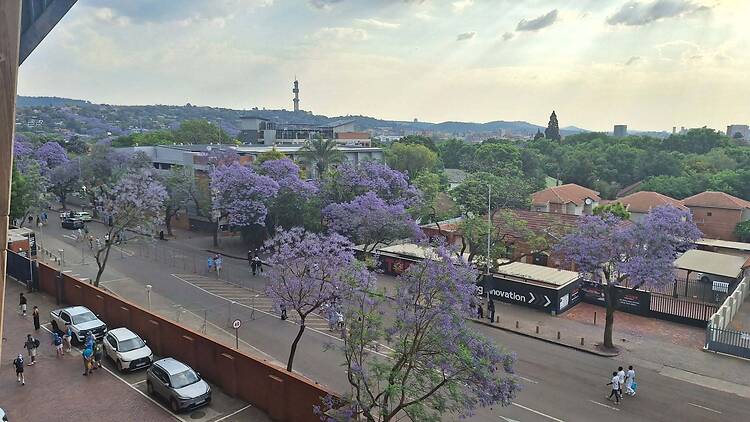 #JacarandasEverywhere celebration  
