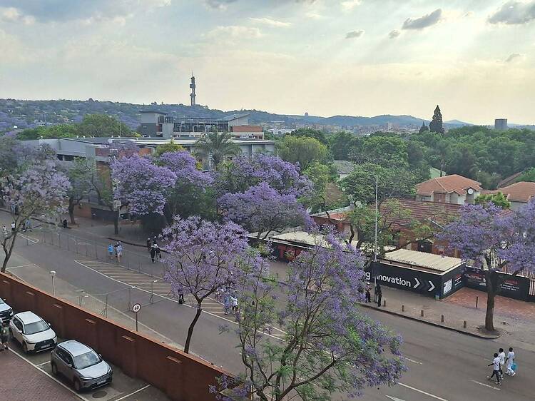 #JacarandasEverywhere celebration  