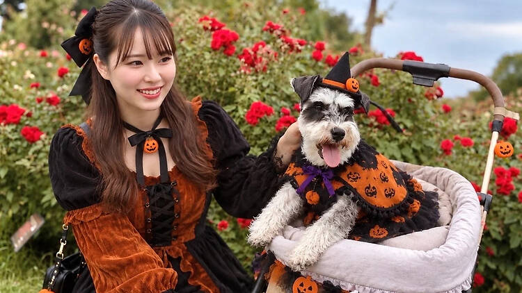 白うさぎのロイヤル インビテーション
