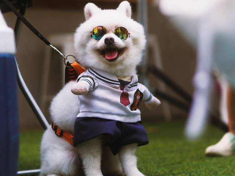 Concurso de disfraces y pasarela para perritos Concurso de disfraces y pasarela para perritos