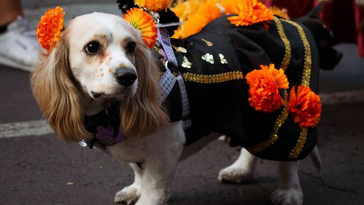 Halloween de Perritos Halloween de Perritos