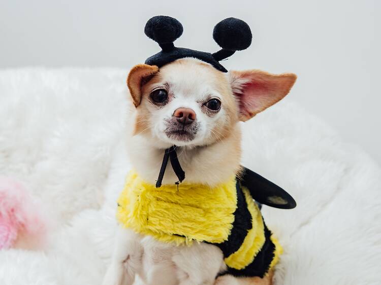 4 concursos de disfraces por Halloween para perritos en CDMX