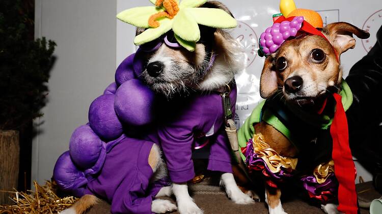 Leland Eating and Drinking House Two dogs wear two costumes