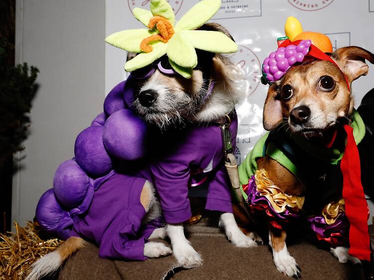 4th Annual Dog-O-Ween Costume Contest 4th Annual Dog-O-Ween Costume Contest
