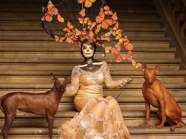 Festival del Xoloitzcuintle: conciertos, caminata y performance