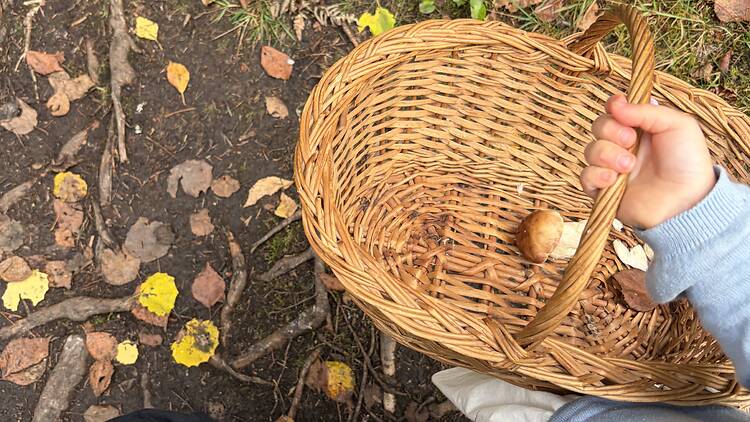 Go mushroom and berry picking Go mushroom and berry picking