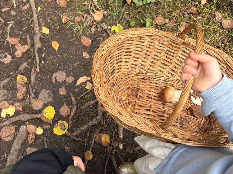 Go mushroom and berry picking Go mushroom and berry picking
