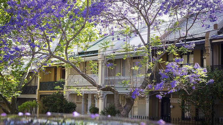 Jacarandas in Paddington Jacarandas in bloom in Paddington, Sydney.