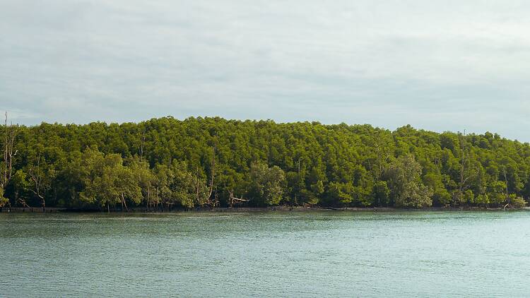 Bharatratna Atal Bihari Vajpayee Mangrove Park is the city's first mangrove park