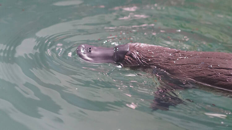 Platypus Platypus swimming in river