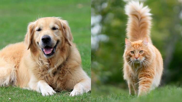 Dog/cat Dog and cat