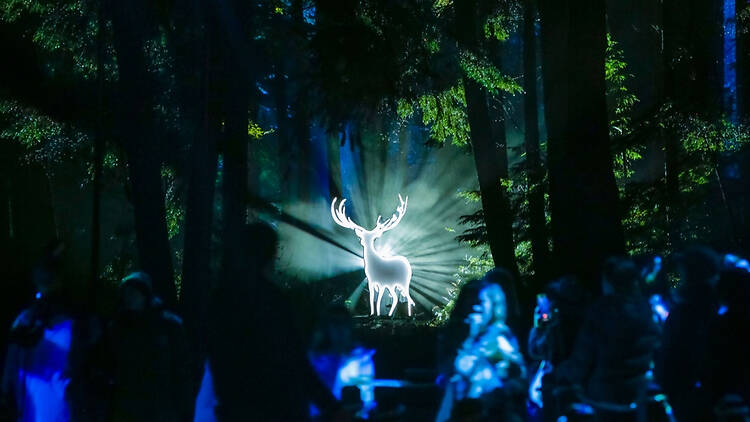 Harry Potter : A Forbidden Forest Experience in Canada