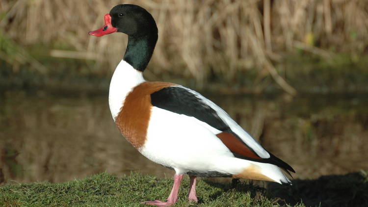 Shelduck_JamesLees.jpg