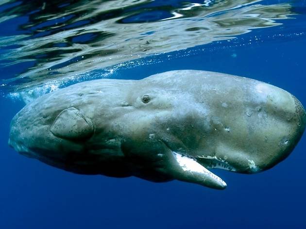 dolphinswhales.jpg dolphinswhales.jpg