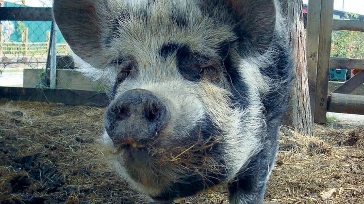 Pig out at Spitalfields City Farm