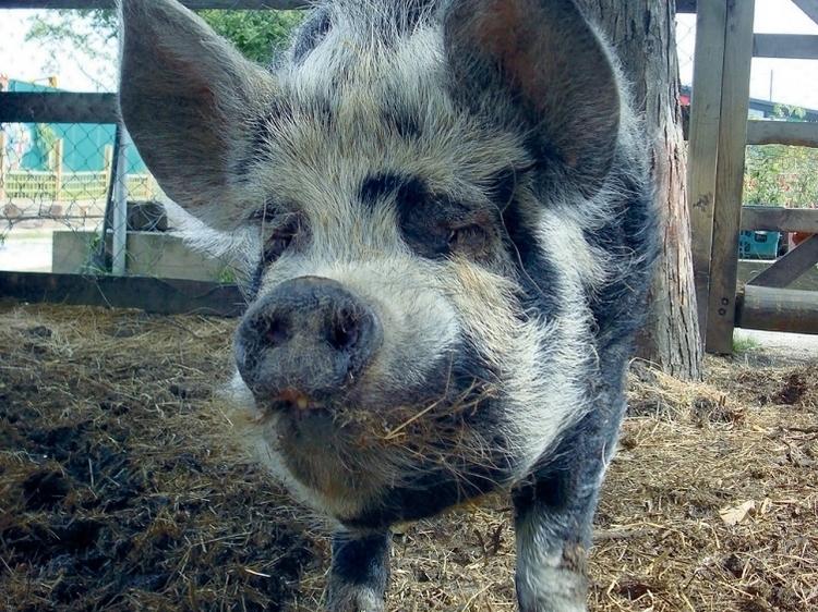 Pig out at Spitalfields City Farm