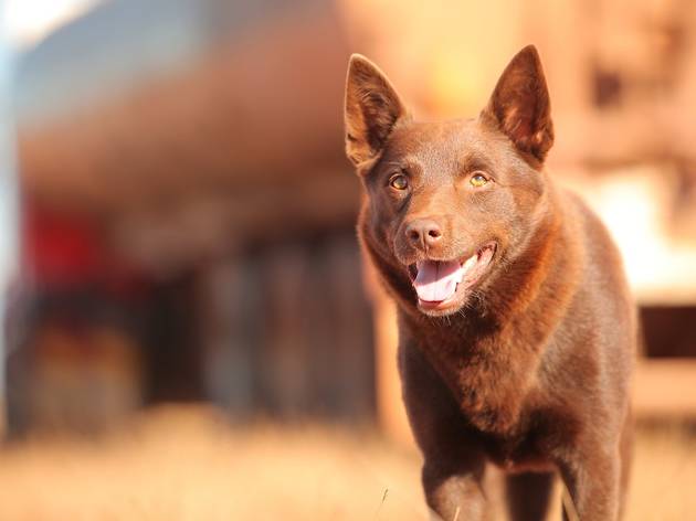 red dog.jpg red dog.jpg