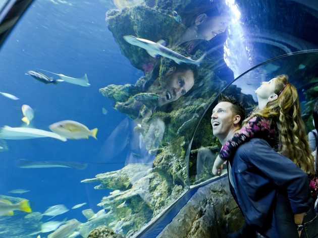 SEA LIFE London Aquarium SEA LIFE London Aquarium