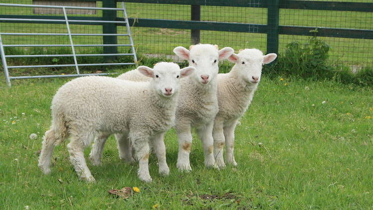 Vauxhall City Farm